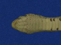 Taiwan Leopard Snake Collection Image, Figure 3, Total 10 Figures